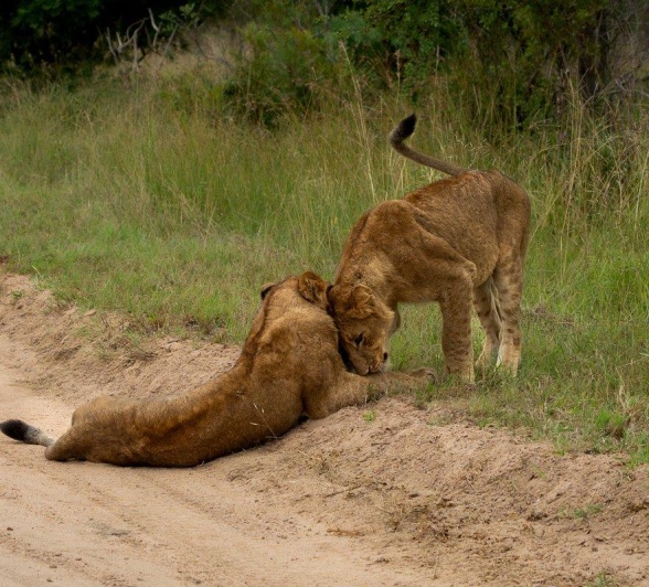 Members of the Southern Pride bond as they put their heads together. 