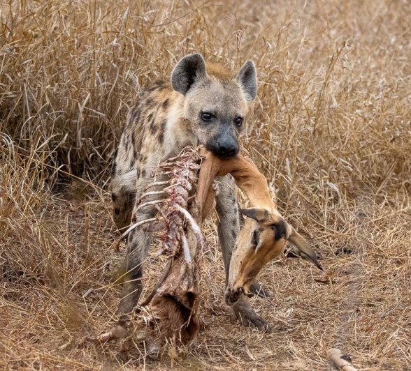 Sabi Sabi Ronald Mutero Hyena With Kill Sabi Sabi Ronald Mutero Hyena With Kill