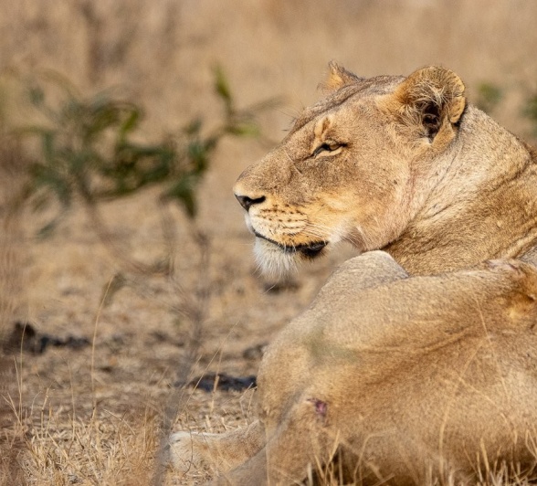 Sabi Sabi Ronald Mutero Msuthlu Female Lion Sabi Sabi Ronald Mutero Msuthlu Female Lion