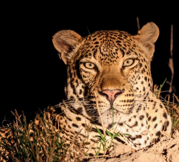 Khulwana, a male leopard, spotted after dark. Khulwana, a male leopard, spotted after dark.