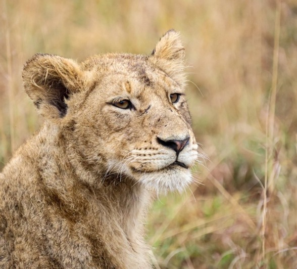 A cub from ther Msuthlu pride. A cub from ther Msuthlu pride.