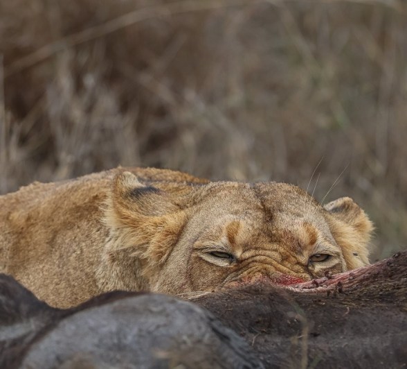 Members of the Southern Pride lions feed on a buffalo carcass in golden morning light.