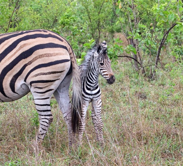Sabi Sabi Jana Du Plessis Zebra Foal And Mother