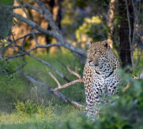 Khulwana stands in the grass. 