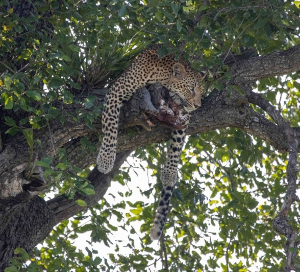 Sabi Sabi Ronald Mutero Khurula Tree