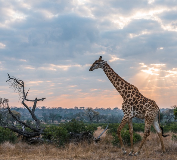 A giraffe walks through the bush veld on a partly sunny day