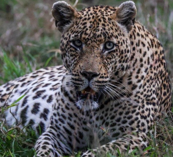 N'weti rests after a good meal, thanks to Golonyi. 