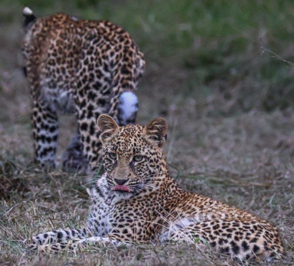 Ntsumi's cubs stay together at all times. Their time will come to separate, but for now they are stronger together. Ntsumi's cubs stay together at all times. Their time will come to separate, but for now they are stronger together.