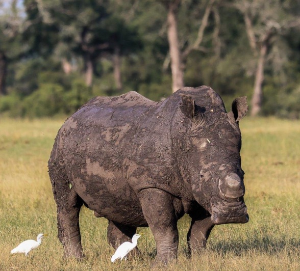 The rhino horn can grow back roughly 2-3 inches per year The rhino horn can grow back roughly 2-3 inches per year