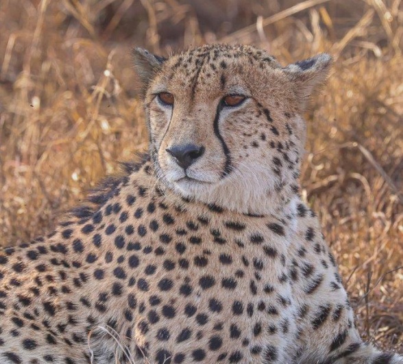 They are the fastest land mammals in the world They are the fastest land mammals in the world