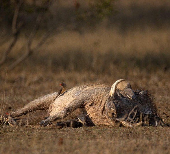 Sabi Sabi Ronald Mutero Warthog Lying Down Sabi Sabi Ronald Mutero Warthog Lying Down