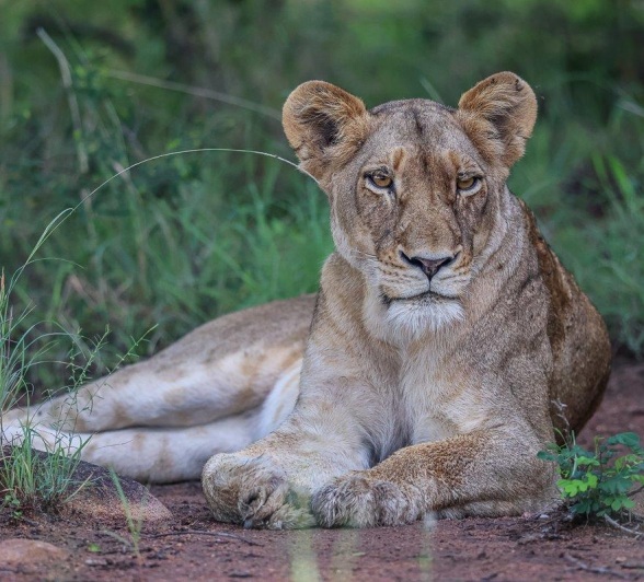 Sabi Sabi Ruan Mey Sp Sabi Sabi Ruan Mey Sp