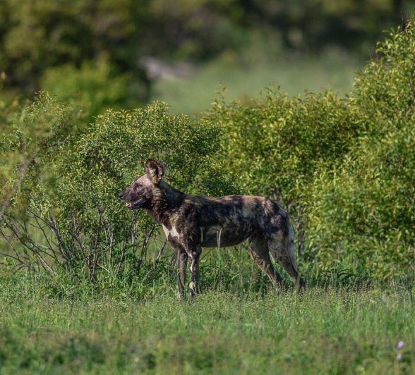 Sabi Sabi Ruan Mey Wilddog Lone Dog Sabi Sabi Ruan Mey Wilddog Lone Dog