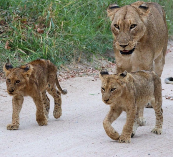 Sabi Sabi Jan Nel Msuthlu Gijima Pride
