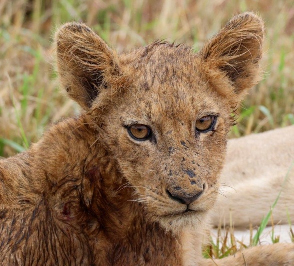 A young lion from the Msuthlu pride is photographed near Sabi Sabi. A young lion from the Msuthlu pride is photographed near Sabi Sabi.