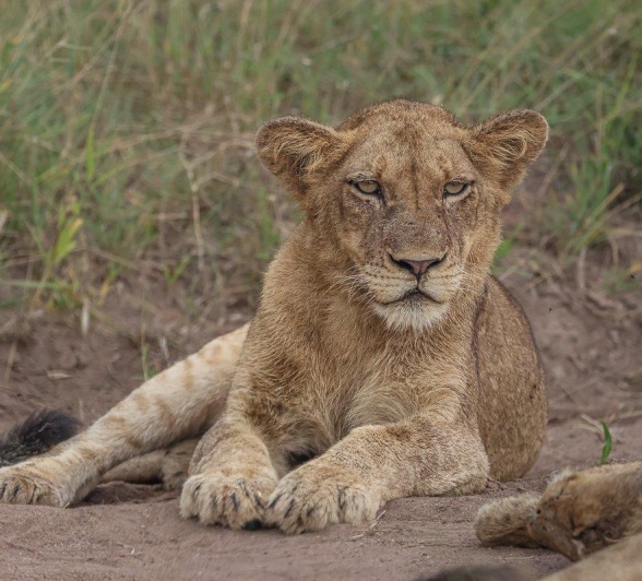A sub-adult from the Southern Pride. A sub-adult from the Southern Pride.