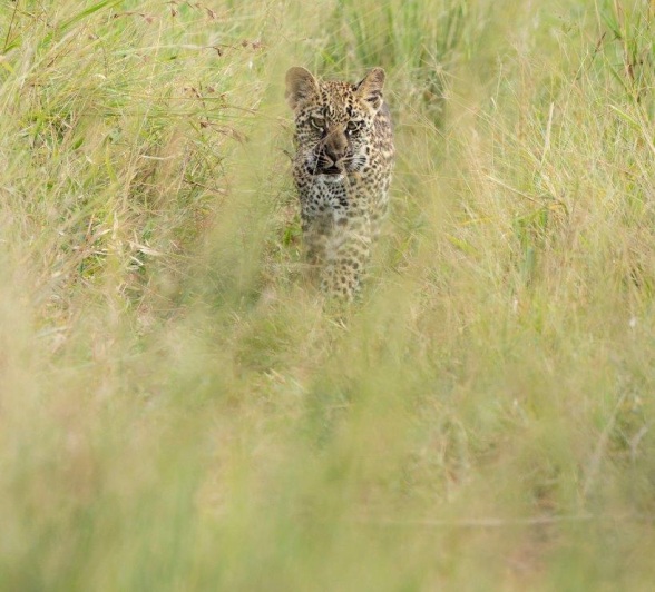 Golonyi's cub is spotted in the tall grass. 