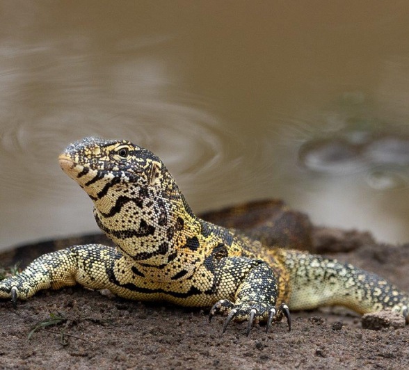 Sabi Sabi Ronald Mutero Water Monitor Out Of Water
