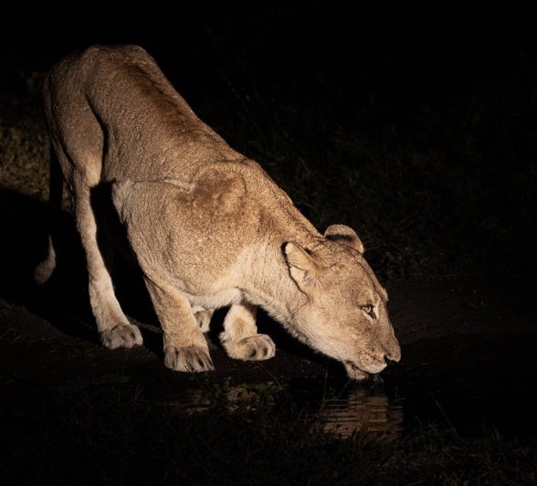 Sabi Sabi Ronald Mutero Gijima At Night Sabi Sabi Ronald Mutero Gijima At Night