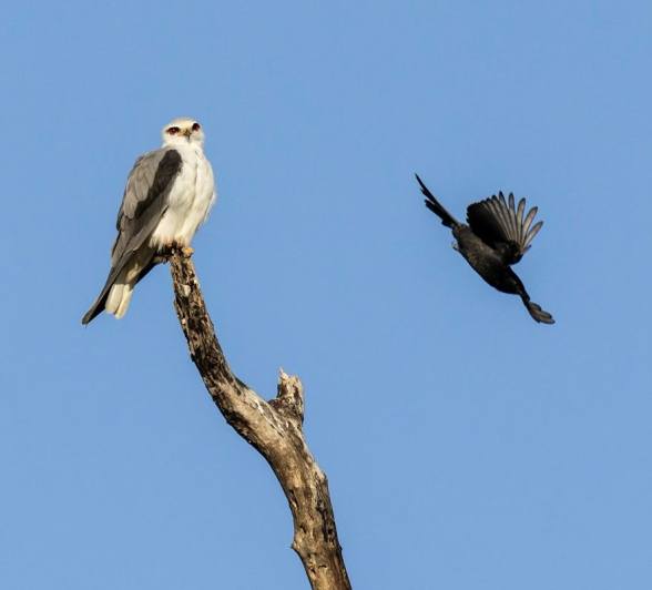 A Black-winged kite is bombed by a Fork-tailed drongo. A Black-winged kite is bombed by a Fork-tailed drongo.