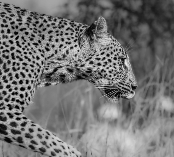 Sabi Sabi Devon Jansen Golonyi Black And White
