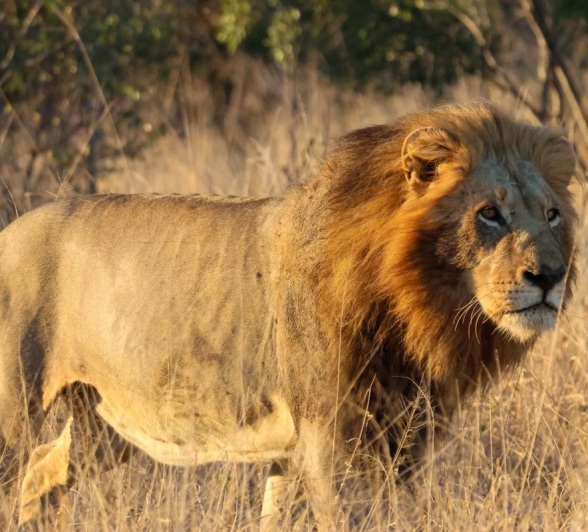 Sabi Sabi Jan Nel Gijima Male Walks