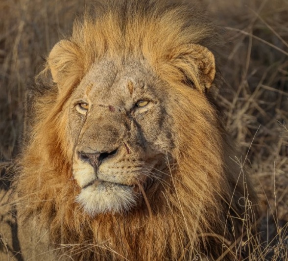 Sabi Sabi Ruan Mey Gijima Male Sabi Sabi Ruan Mey Gijima Male