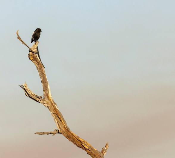 Sabi Sabi Benjamin Loon Magpie Shrike Wide Sabi Sabi Benjamin Loon Magpie Shrike Wide