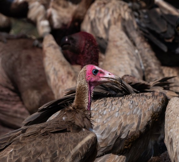 Sabi Sabi Viviane Ladner Vultures And Rhinos At Kill