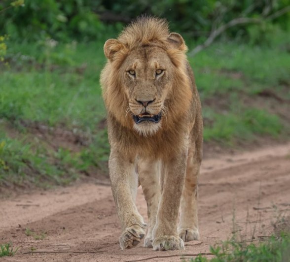 Sabi Sabi Ruan Mey Lion Walks Along Road