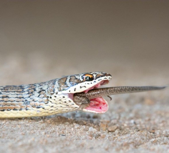 Patience on safari can lead to great things like stumbling across a Western Yellow-bellied Sand Snake eating a Rainbow Skink.