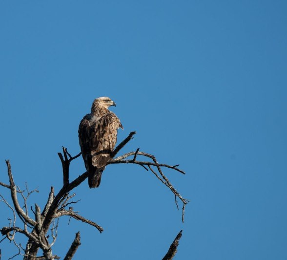 These physical adaptations result in these large birds such as eagles, vultures and owls being able to identify prey species from a far and allow them to pursue and catch their target.