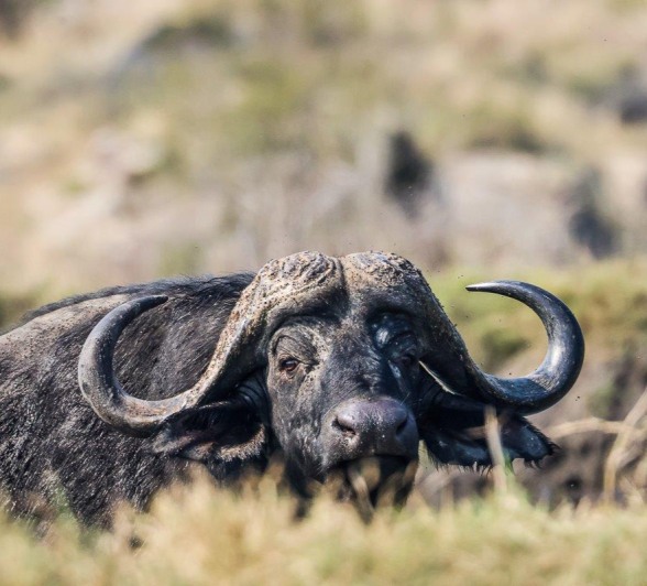 The buffalo started preparing themselves early for the high temperatures by covering their bodies in mud, which acts as a sunblock. The buffalo started preparing themselves early for the high temperatures by covering their bodies in mud, which acts as a sunblock.