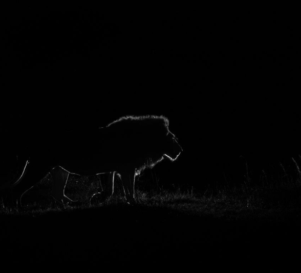 A silhouette of the Gijima male lion. A silhouette of the Gijima male lion.
