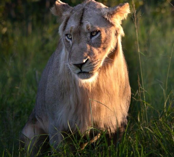 A lioness from the Styx pride catches the morning light.