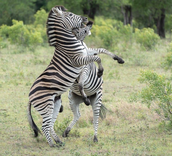 Zebra stallions are known to be quite aggressive towards one another, kicking and biting one another.