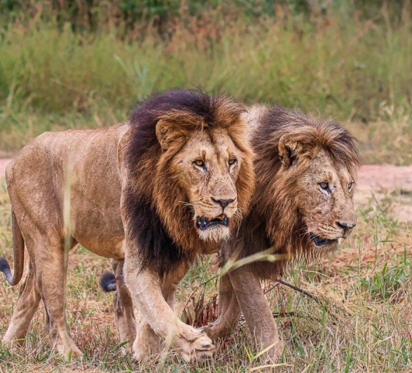 Gijima males securing their territory Gijima males securing their territory