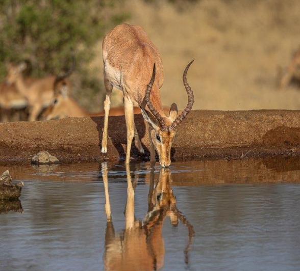 Sabi Sabi Ronald Mutero Impala Drinking Water Sabi Sabi Ronald Mutero Impala Drinking Water