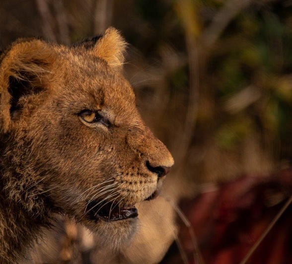 A close-up of a young lion cub from the Msuthlu Pride, capturing its innocent and curious expression. A close-up of a young lion cub from the Msuthlu Pride, capturing its innocent and curious expression.