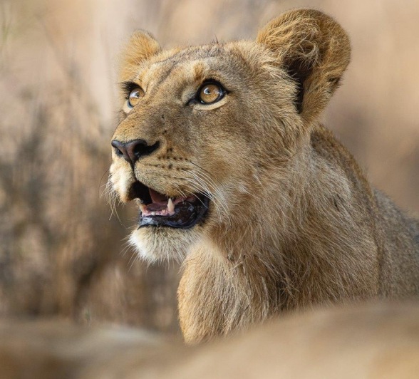 Adolescent lion from the Msuthlu Pride resting and observing surroundings.