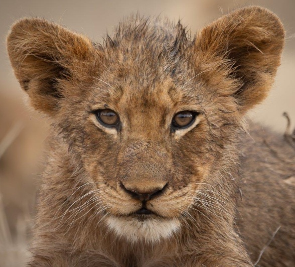 Sabi Sabi Jp Van Rooyen Msuthlu Cub Sabi Sabi Jp Van Rooyen Msuthlu Cub