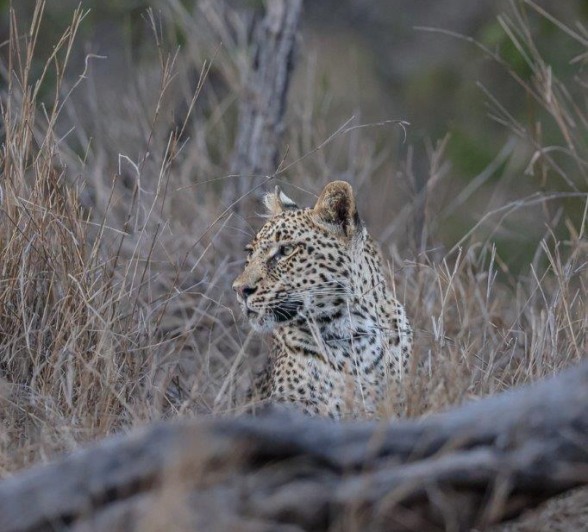 Portrait of Mgiba, one of Ntsumi’s daughters, with her piercing gaze and calm demeanour in the wild.