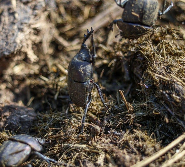 Two dung beetles turn a rhino midden upside down. 