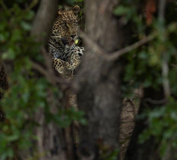 Sabi Sabi Benjamin Loon Nottins Male Leopard Through Trees