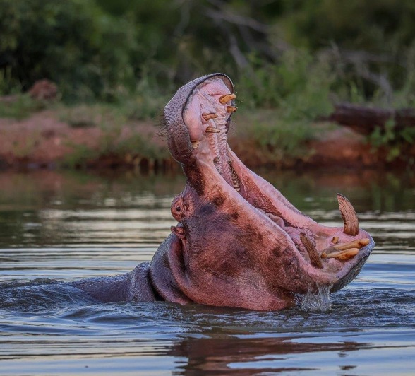 Sabi Sabi Ruan Mey Hippo Teeth Sabi Sabi Ruan Mey Hippo Teeth