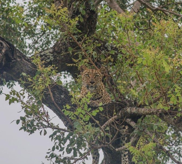 Sabi Sabi Ruan Mey Golonyi Camoflaged Sabi Sabi Ruan Mey Golonyi Camoflaged
