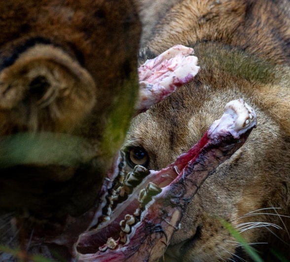 A member of the Msuthlu pride with a fresh kill. 