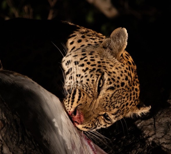 Sabi Sabi Ronald Mutero Khulwana Leopard Male Sabi Sabi Ronald Mutero Khulwana Leopard Male