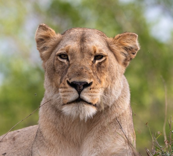 A member of the Kambula pride.