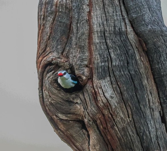 A grey-headed kingfisher takes flight from it's hole in a tree. 